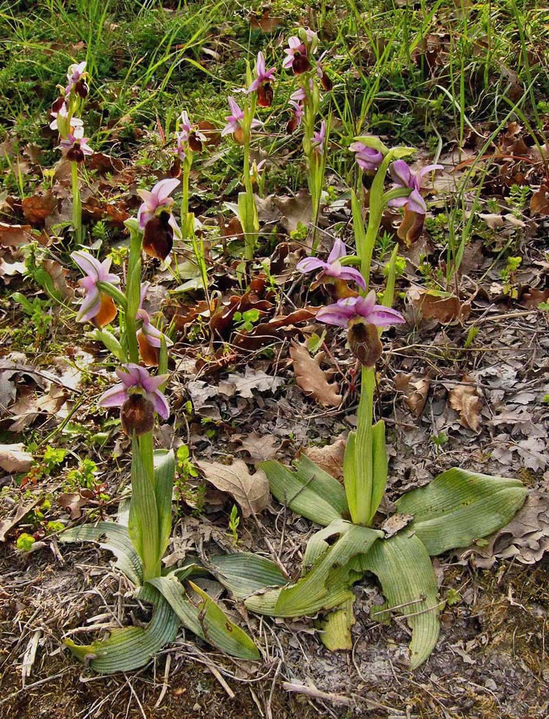 Yashirin kamera musulmon porno